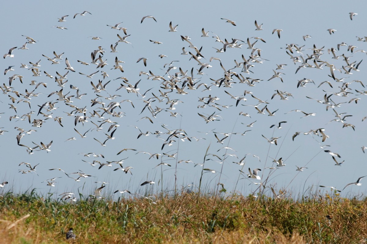 Laughing Gull - ML574107151