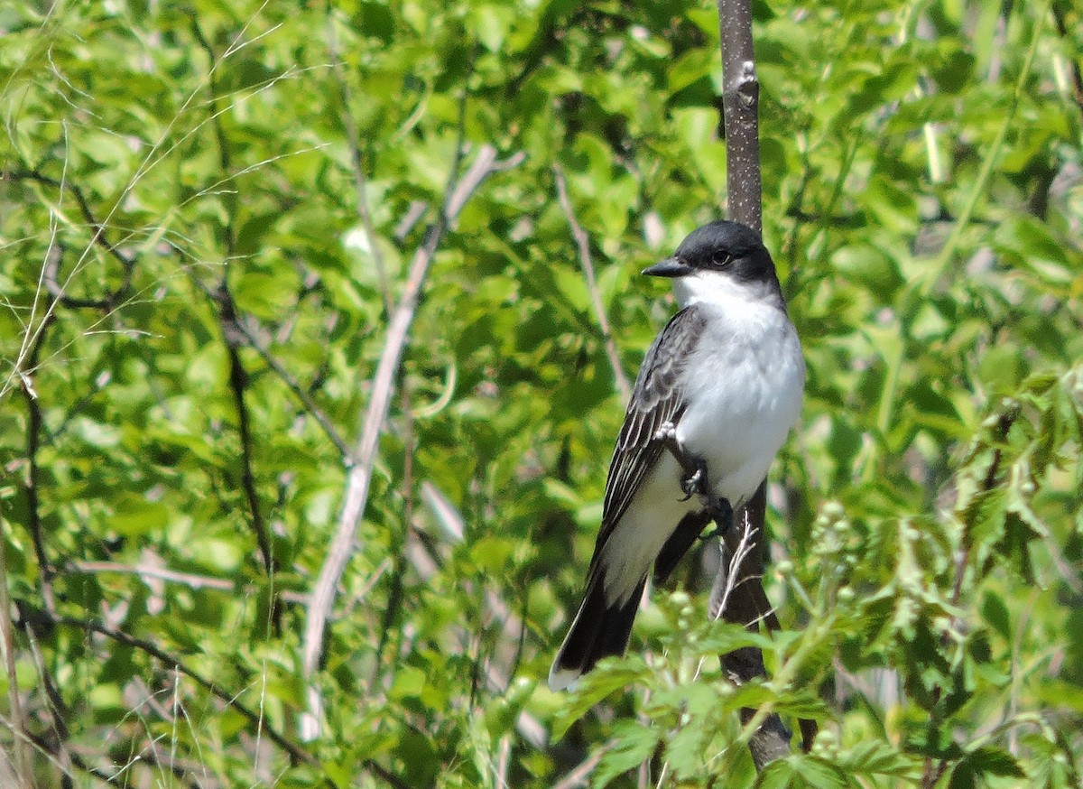 Eastern Kingbird - ML57410721