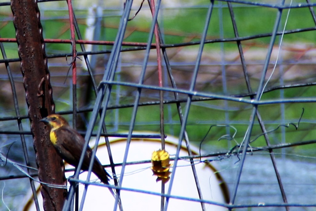 Yellow-headed Blackbird - ML57410731