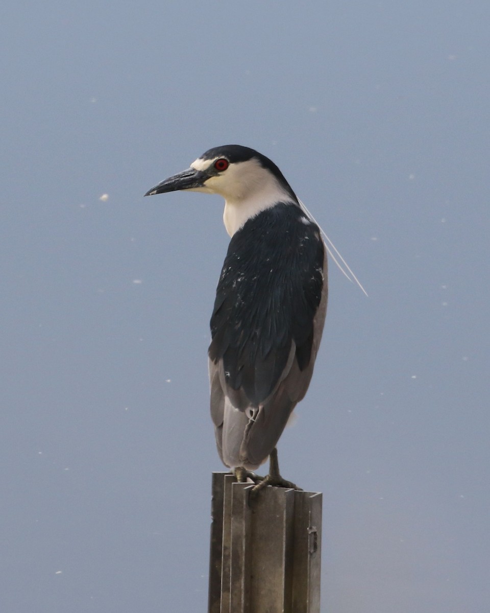 Black-crowned Night Heron - Laurens Halsey