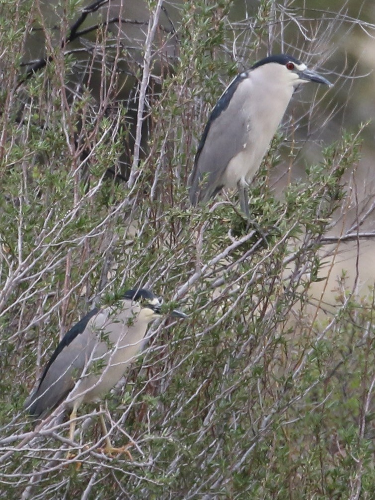 Black-crowned Night Heron - Laurens Halsey