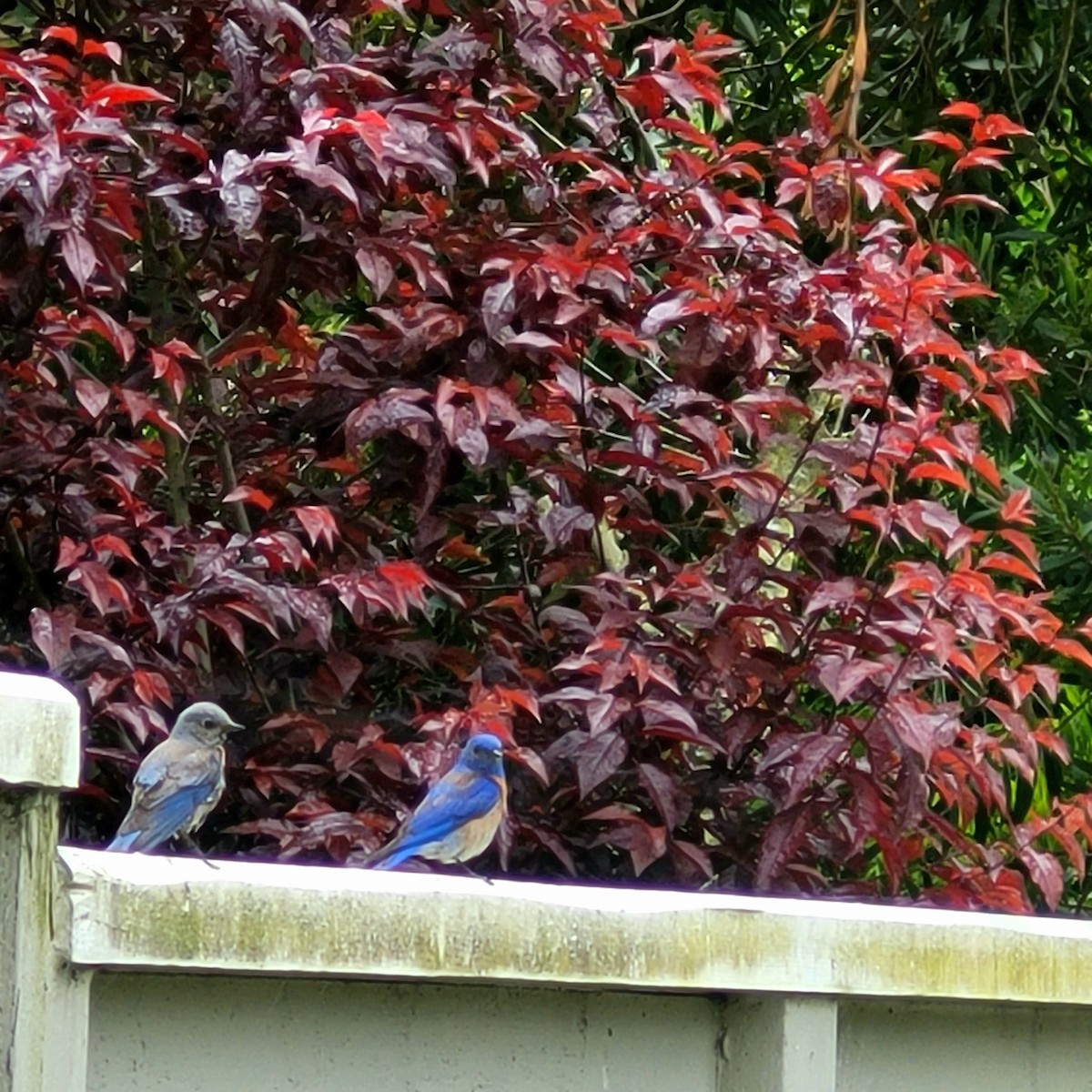 Western Bluebird - ML574108021