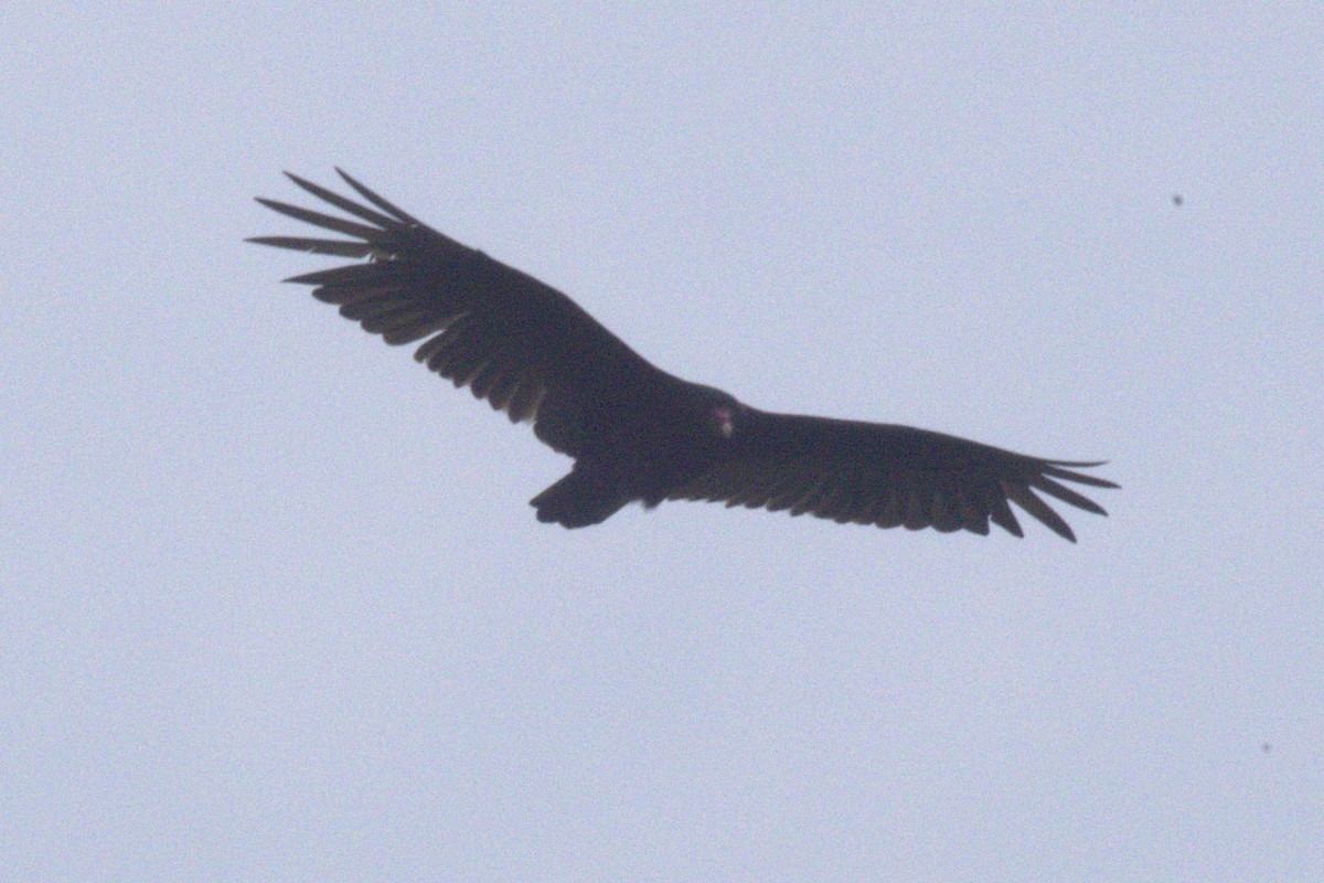 Black Vulture - ML574108141