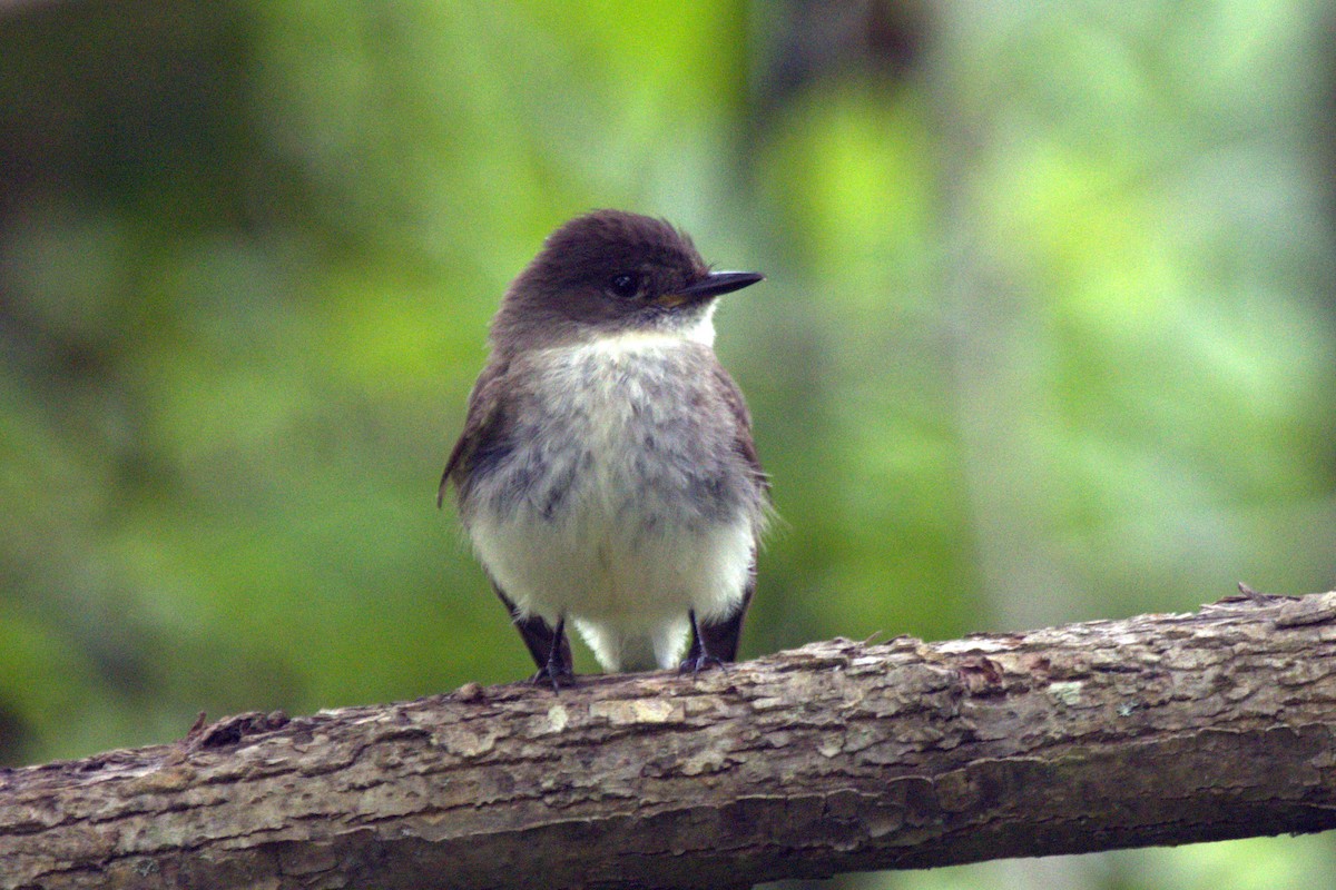 Eastern Phoebe - Vern Bothwell