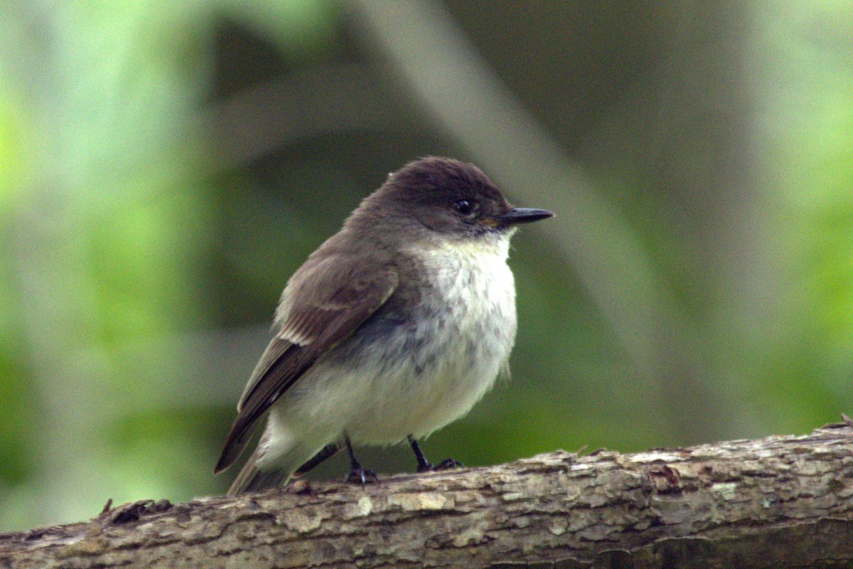 Eastern Phoebe - ML574108271