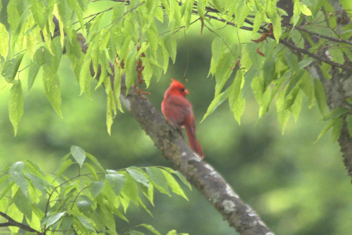 Northern Cardinal - ML574108301