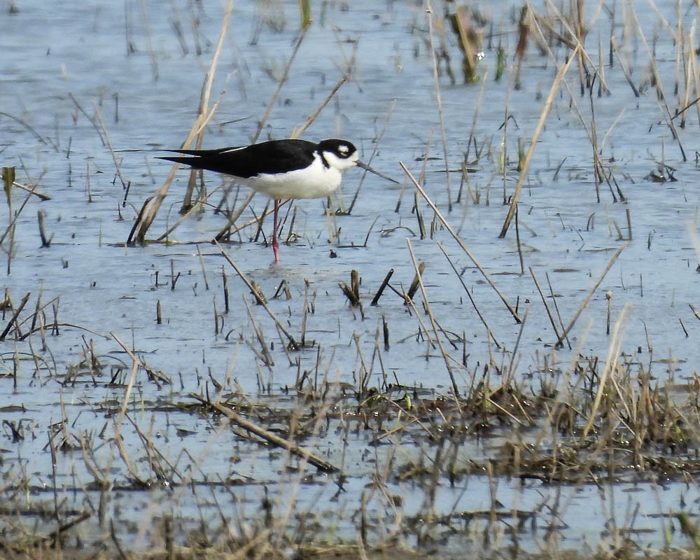 Black-necked Stilt - ML574108591