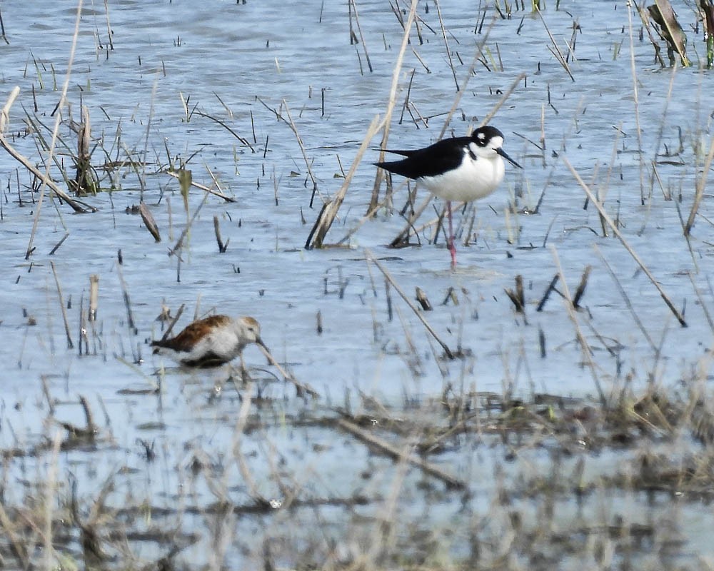 Black-necked Stilt - ML574108611