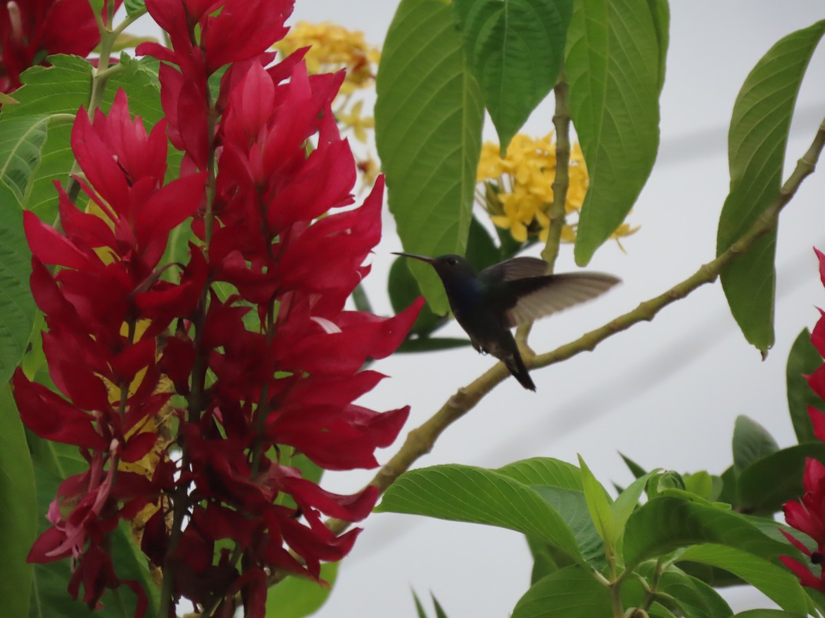 kolibřík bělobradý - ML574108751