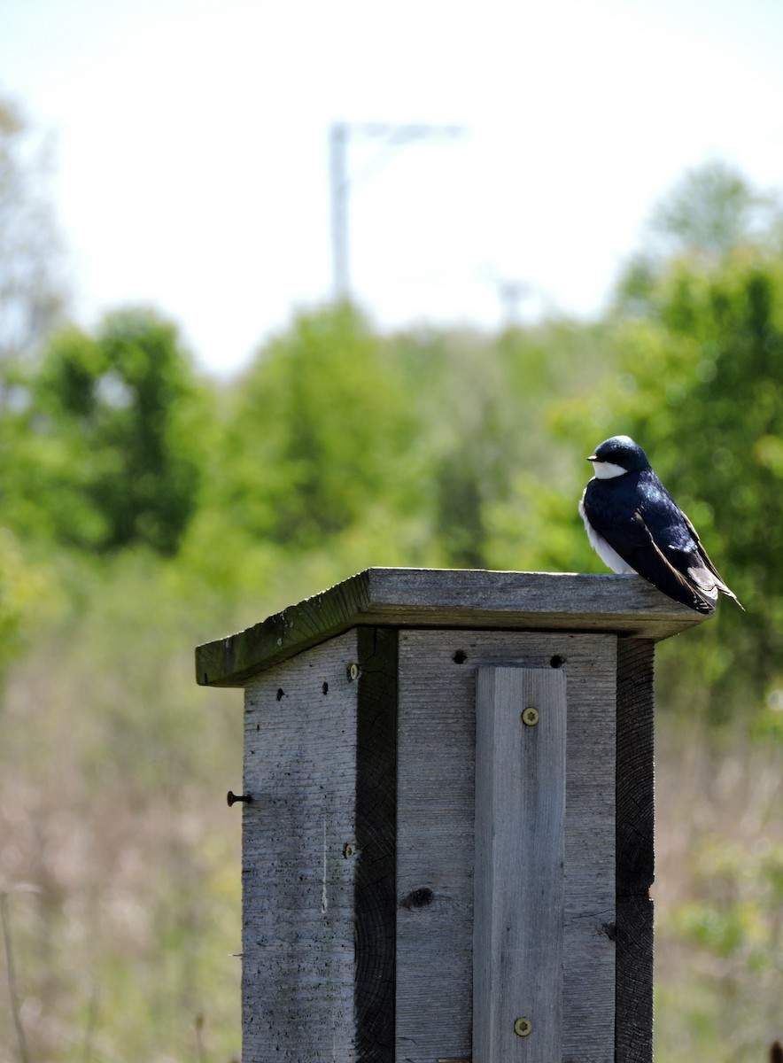 Tree Swallow - ML57410891