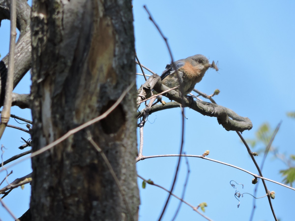 Eastern Bluebird - ML57410901