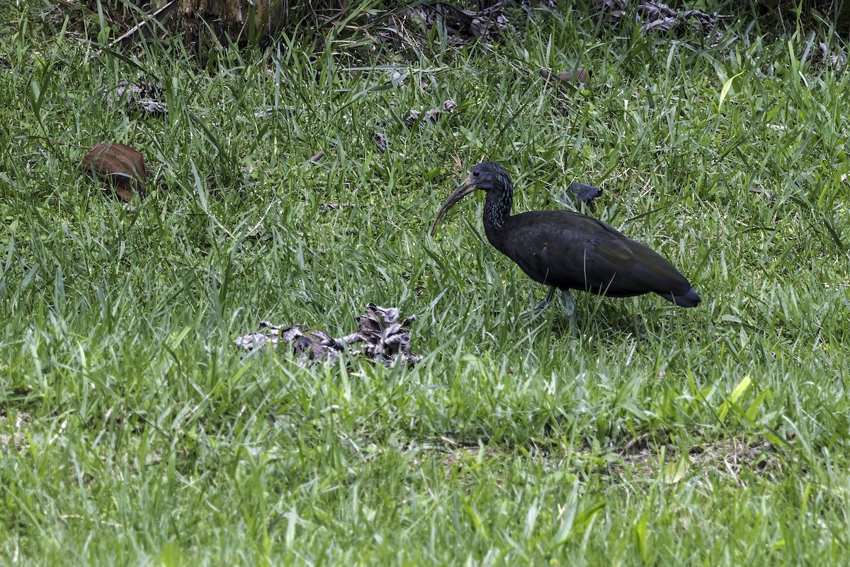 Green Ibis - Thelma Gátuzzô