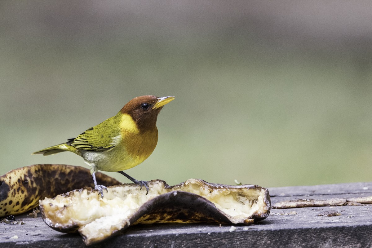 Rufous-headed Tanager - Thelma Gátuzzô