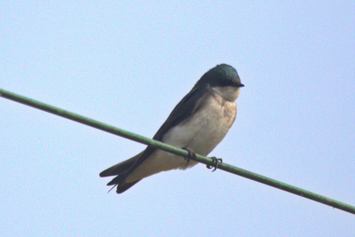 Tree Swallow - Vern Bothwell