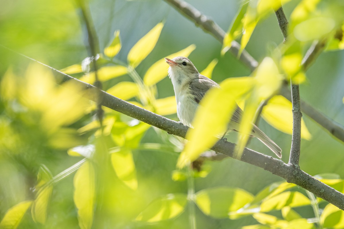 Warbling Vireo - ML574109781