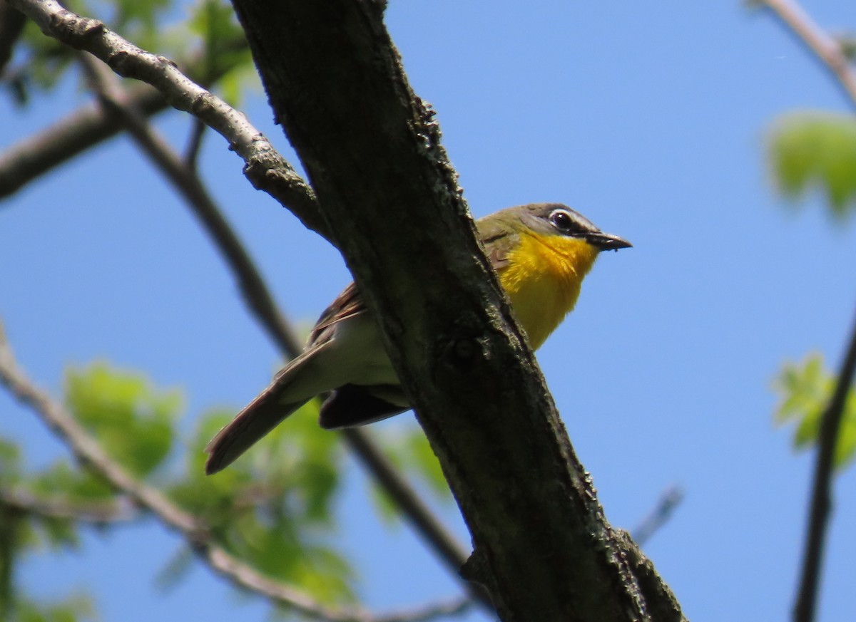 Yellow-breasted Chat - ML574109961