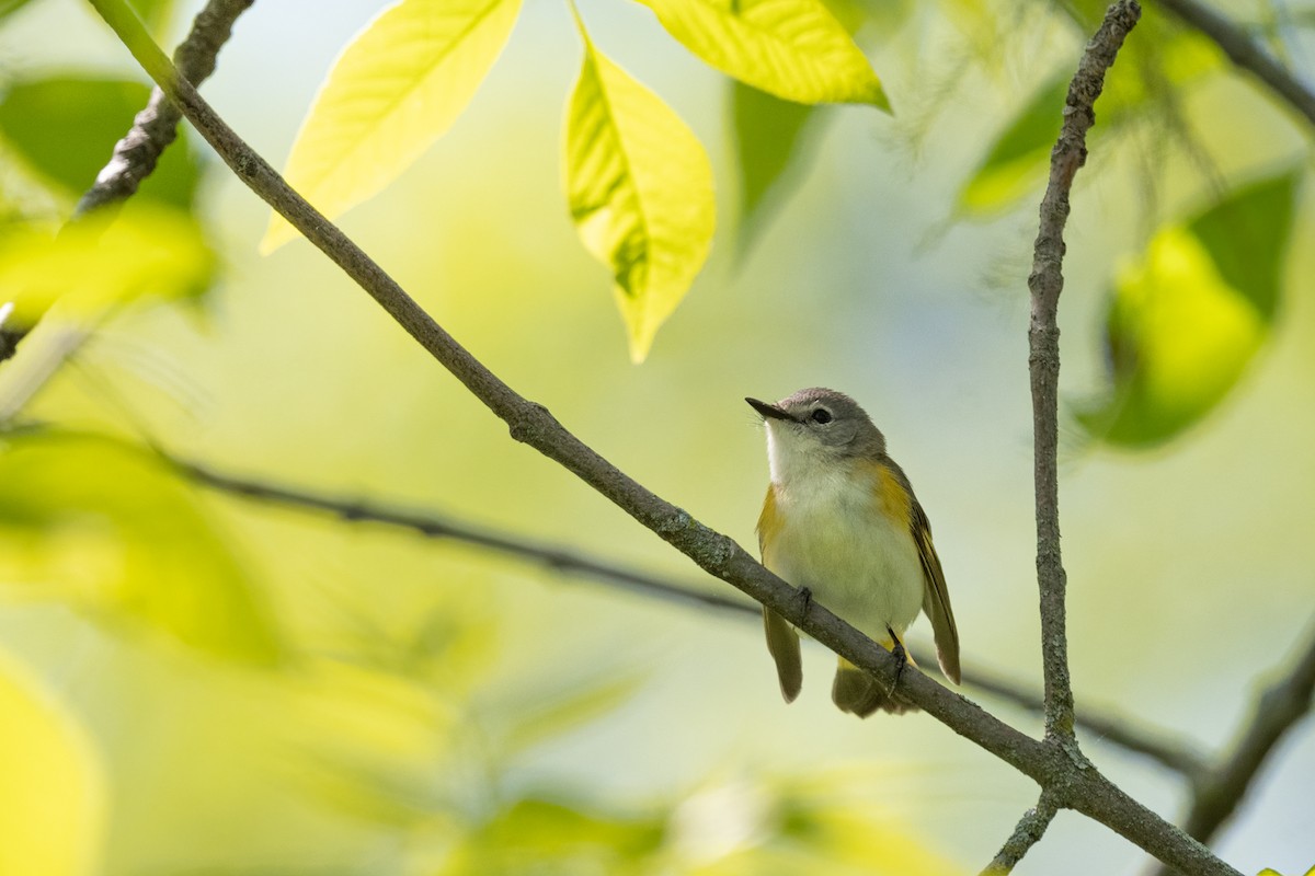 American Redstart - ML574110111
