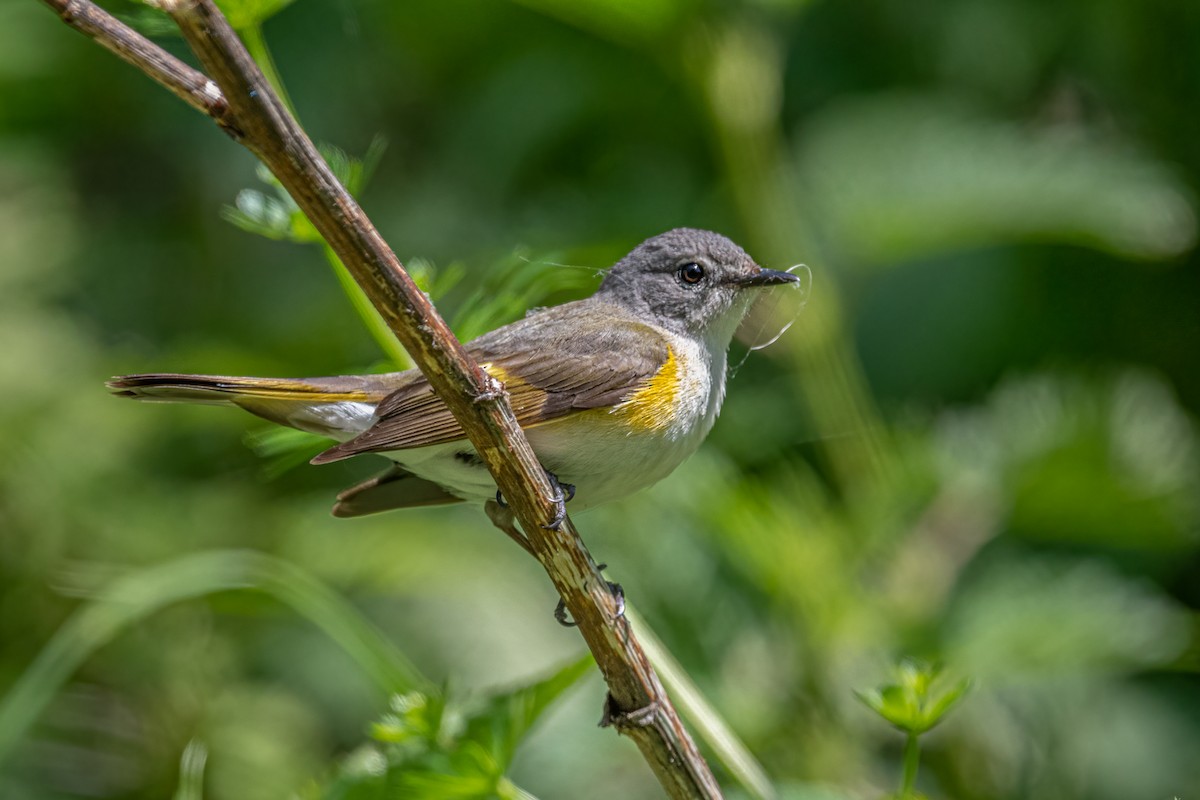 American Redstart - ML574110131
