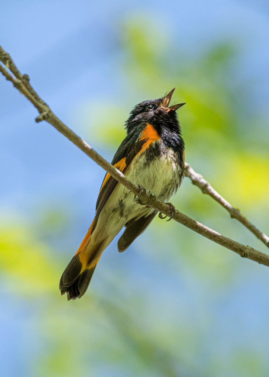 American Redstart - ML574110141