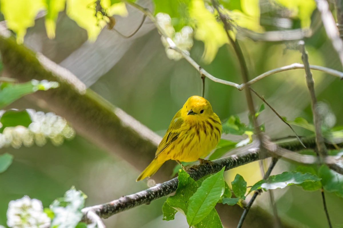 Yellow Warbler - Marcia Hagwood