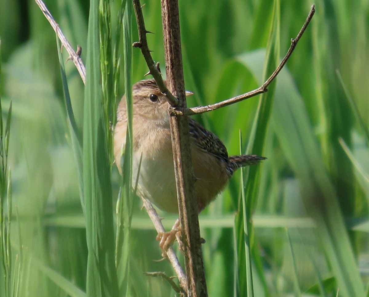 Sedge Wren - ML574110901