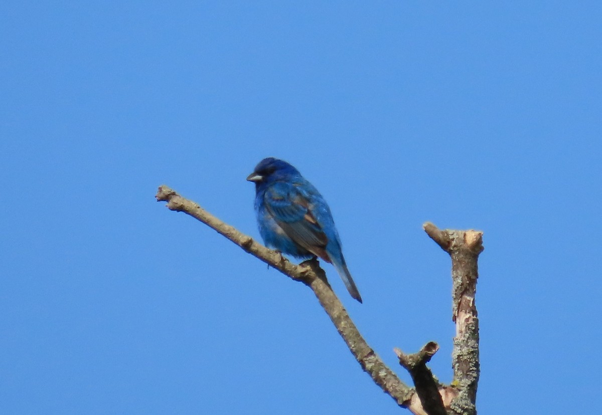 Indigo Bunting - ML574111151