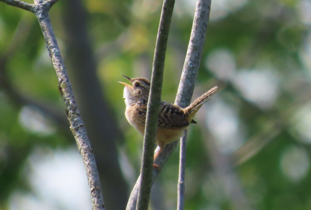 Sedge Wren - ML574111221