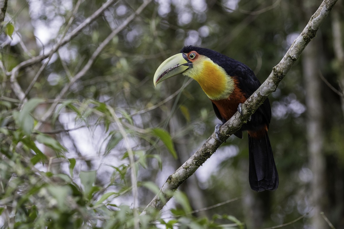 Red-breasted Toucan - Thelma Gátuzzô