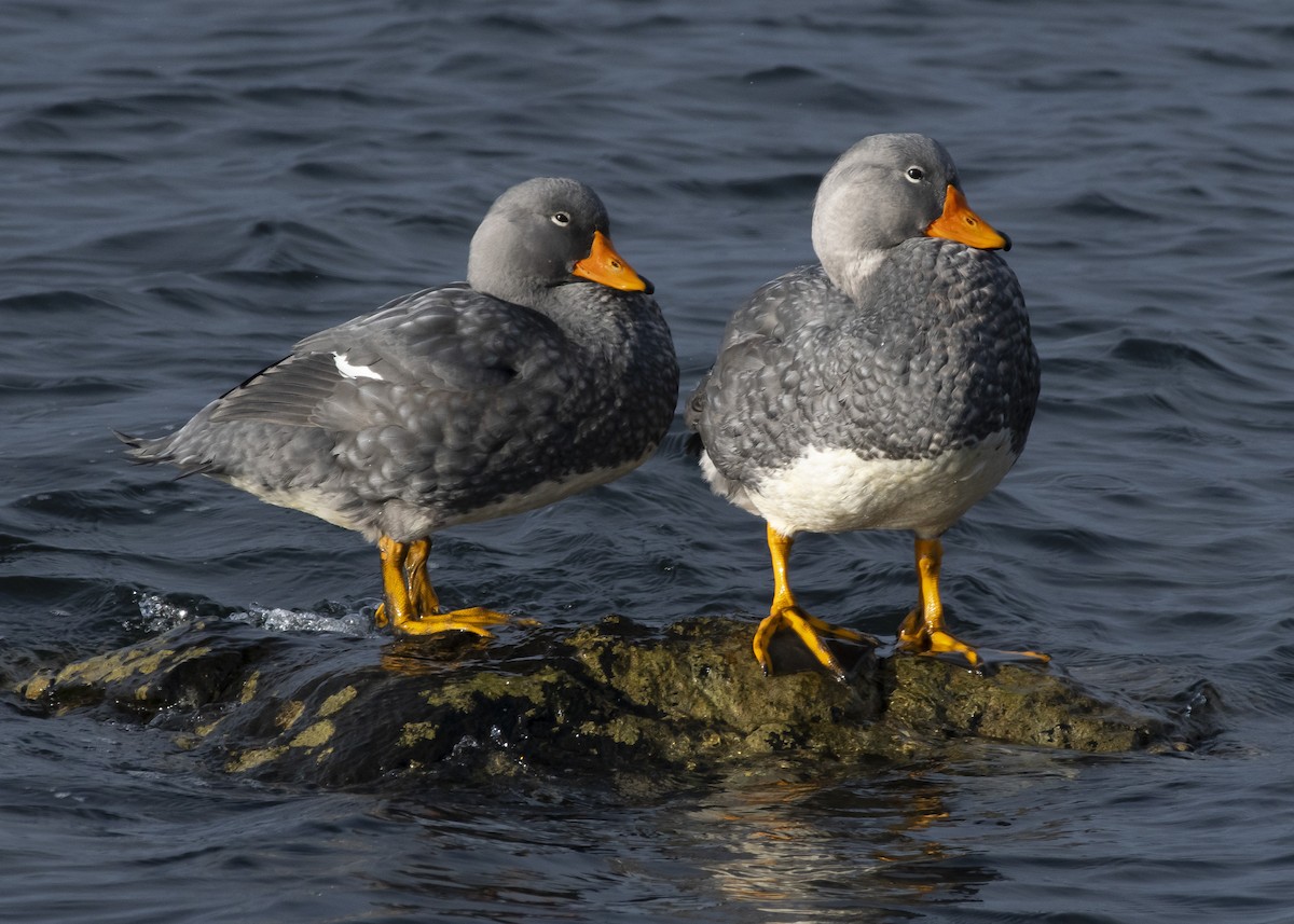 Flightless Steamer-Duck - ML574111581