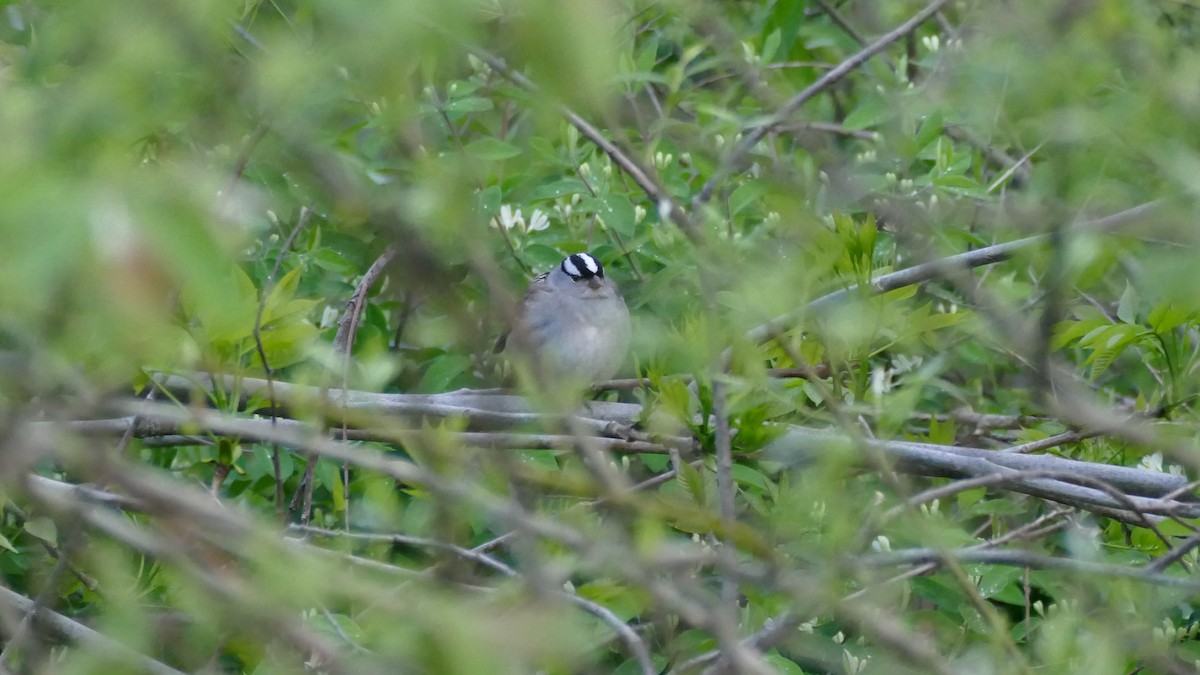 White-crowned Sparrow (leucophrys) - Avery Fish