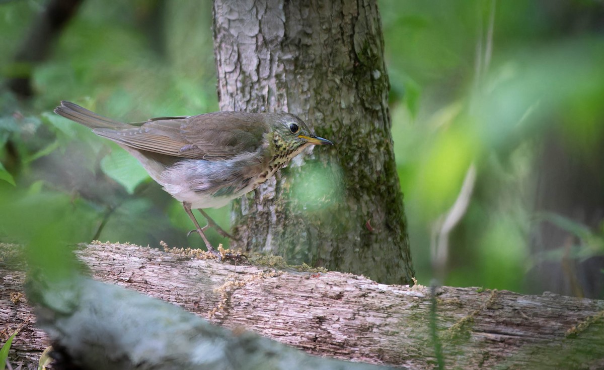 Gray-cheeked Thrush - ML574112961