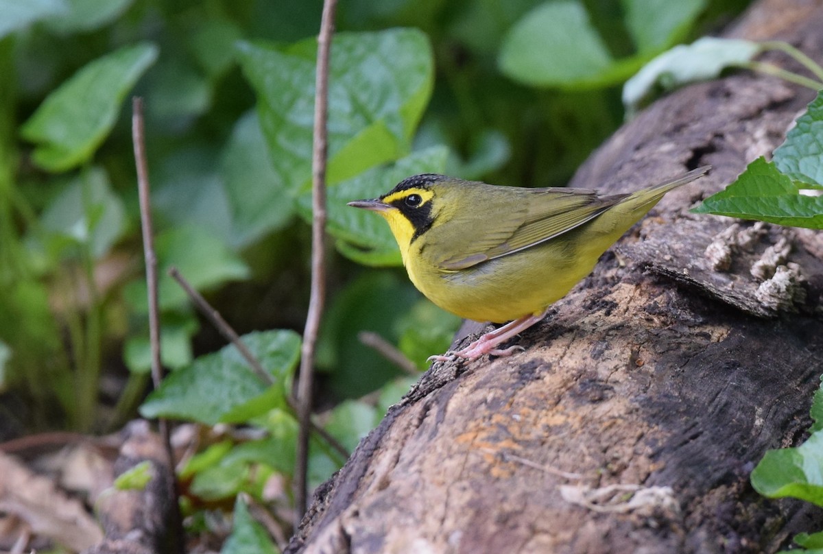 Kentucky Warbler - ML57411341