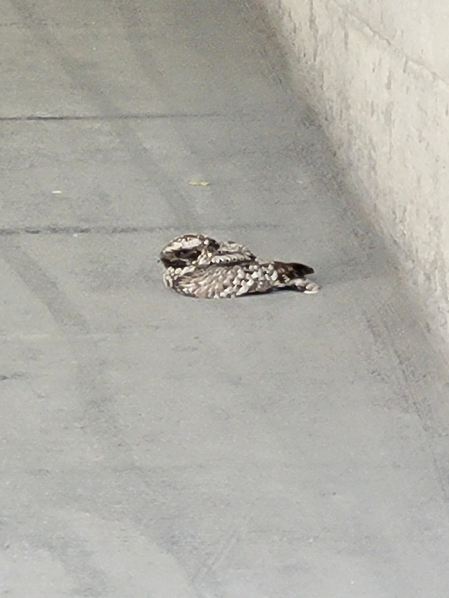 Common Poorwill - ML574113511