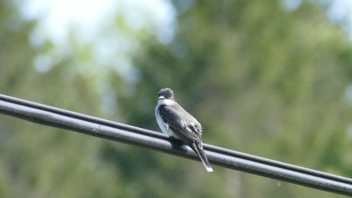 Eastern Kingbird - ML574114071