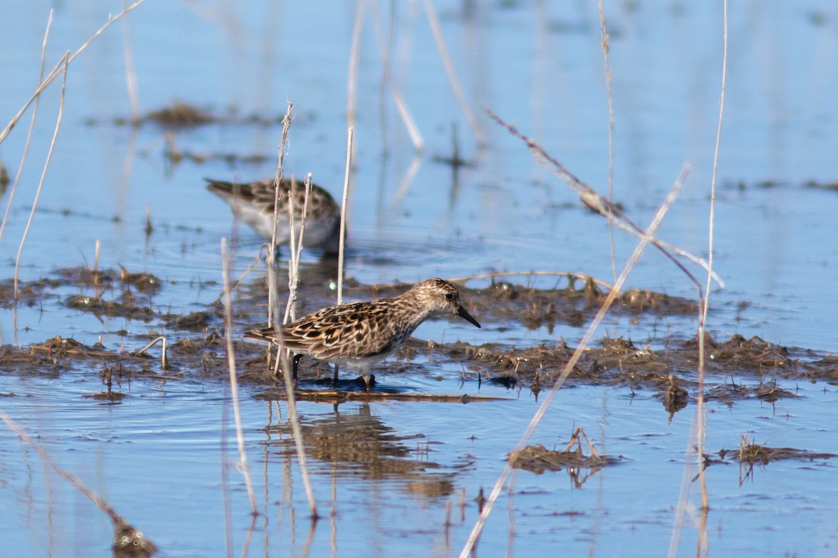 Semipalmated Sandpiper - ML574114461