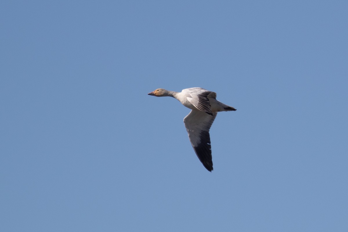 Snow Goose - ML574114531