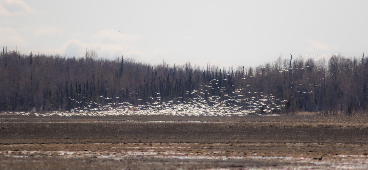 Snow Goose - Justin Saunders