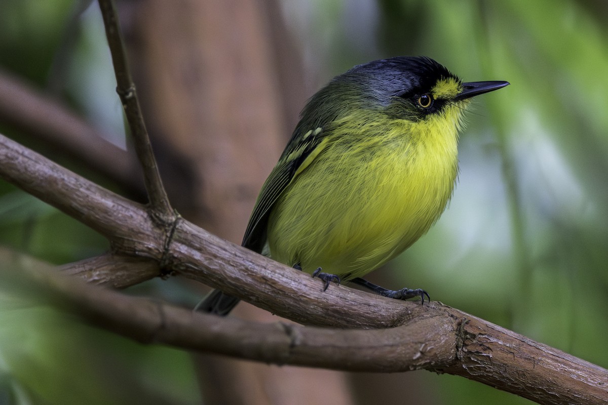 Gray-headed Tody-Flycatcher - ML574114761