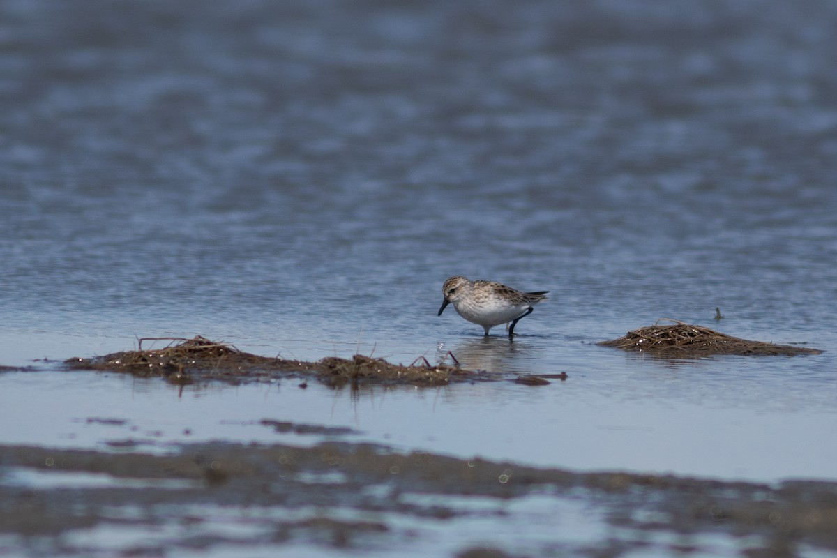 Semipalmated Sandpiper - Justin Saunders