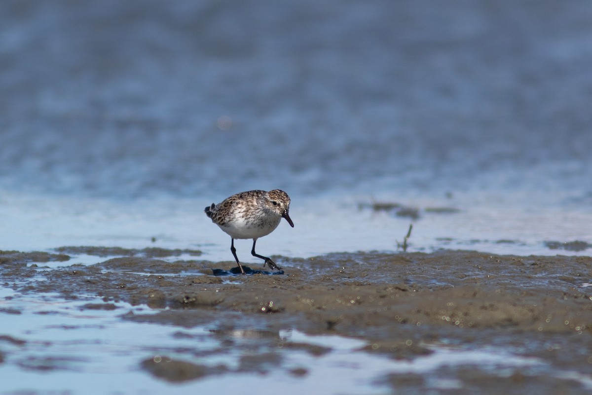 Semipalmated Sandpiper - ML574115341