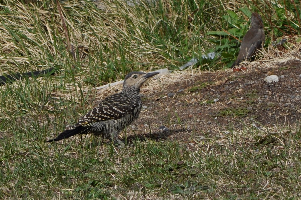 Chilean Flicker - ML574115391