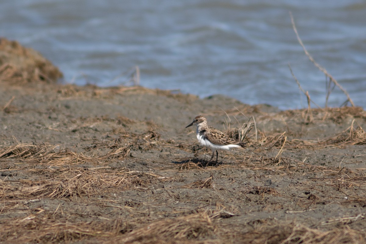 Least Sandpiper - ML574115931