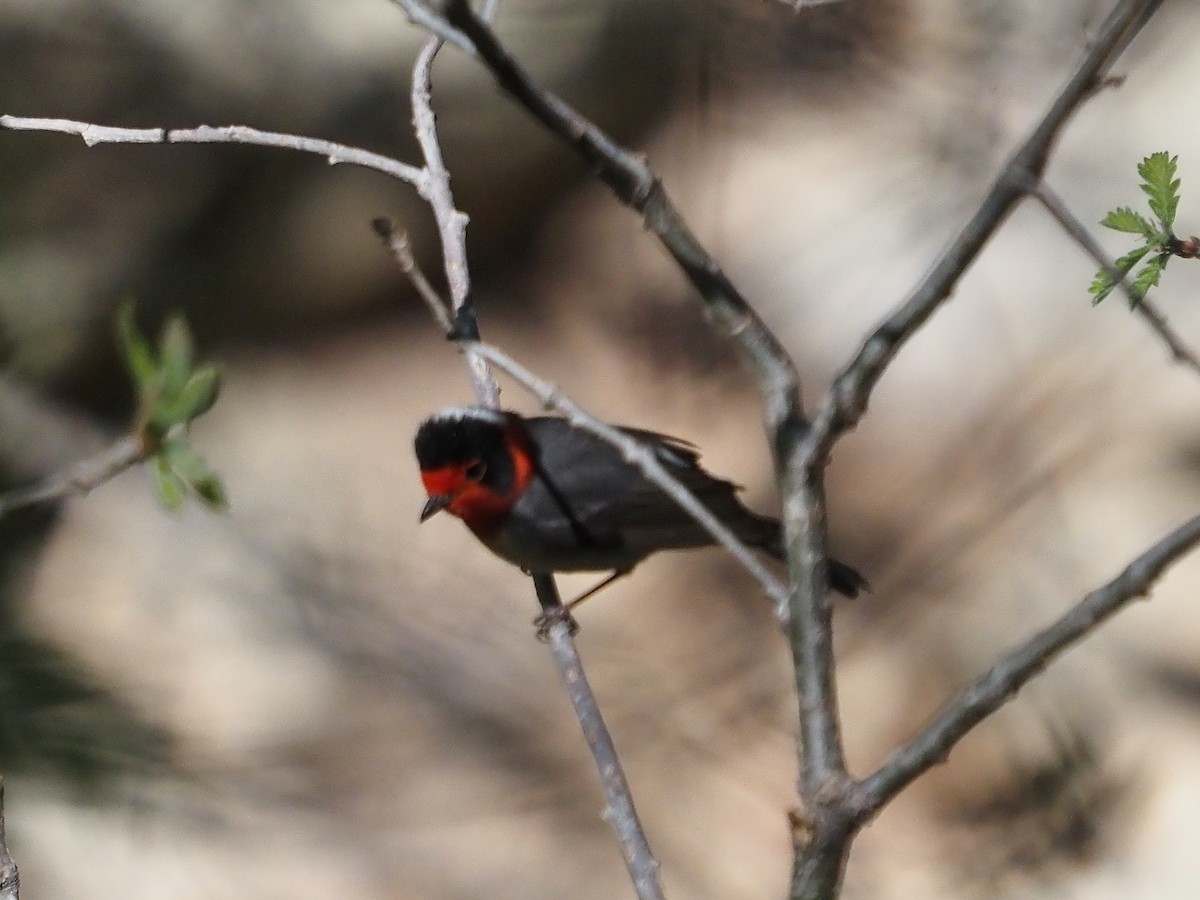 Red-faced Warbler - ML574116191