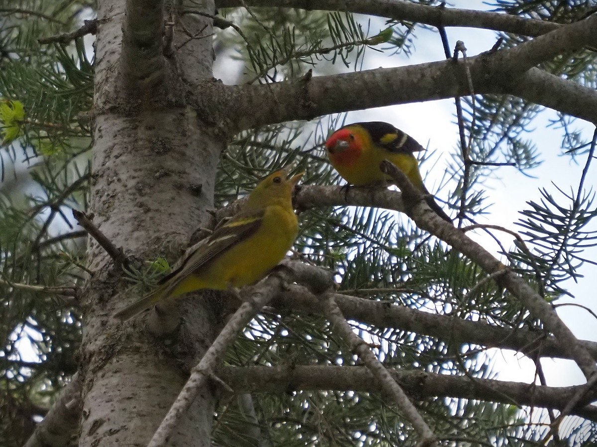 Western Tanager - ML574116621