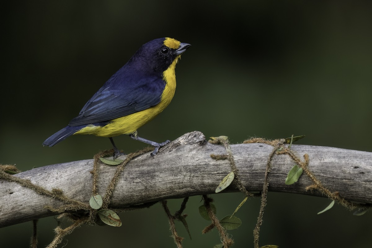 Violaceous Euphonia - ML574117111