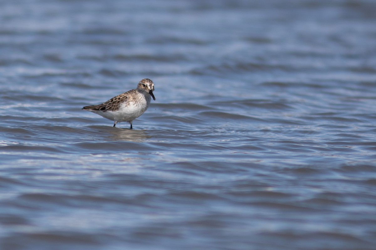 Semipalmated Sandpiper - ML574117461