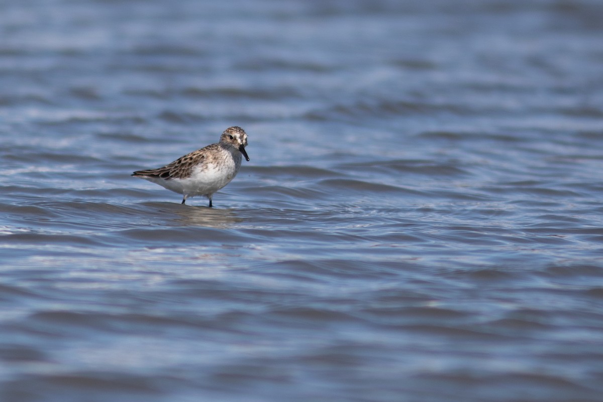 Semipalmated Sandpiper - Justin Saunders