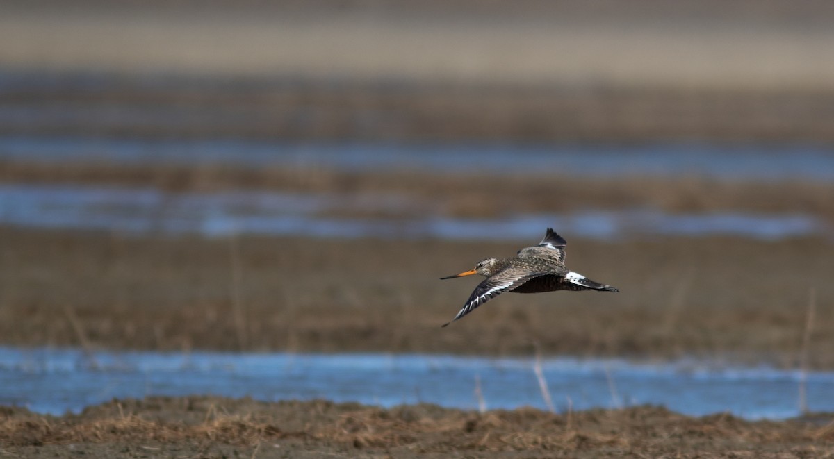 Hudsonian Godwit - ML574117571