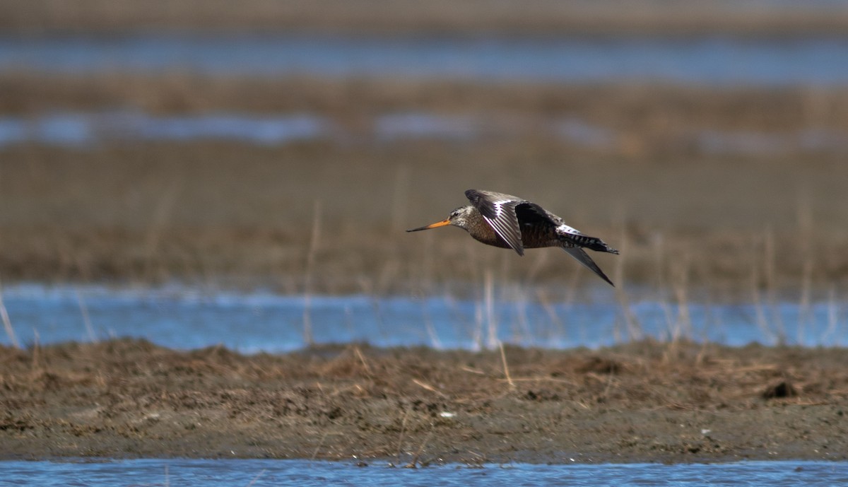 Hudsonian Godwit - Justin Saunders