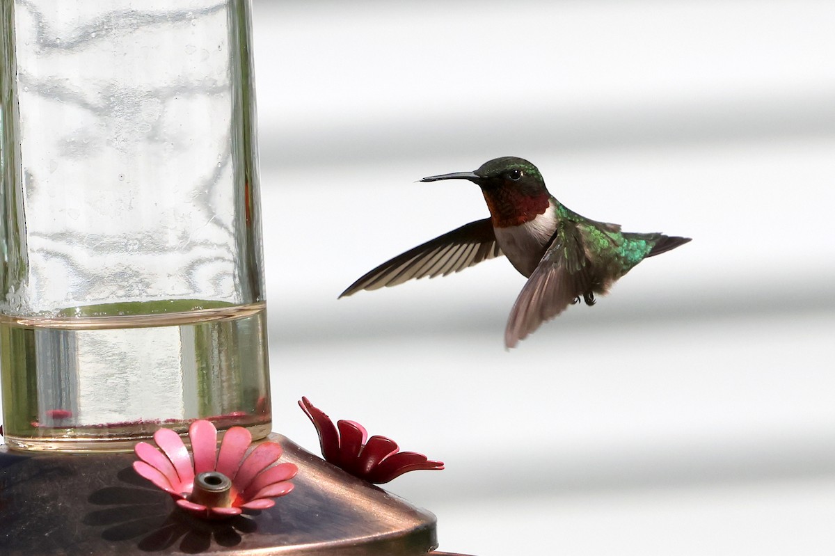 Ruby-throated Hummingbird - Jennifer Murphy